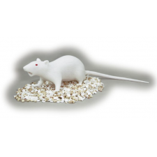 NATSUME RAT MODEL (모형쥐)