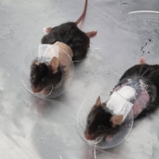 NECK HOLDER, 마우스용 목고정기, 엘리자베스칼라