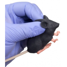 Mimicky Mouse (모형쥐)